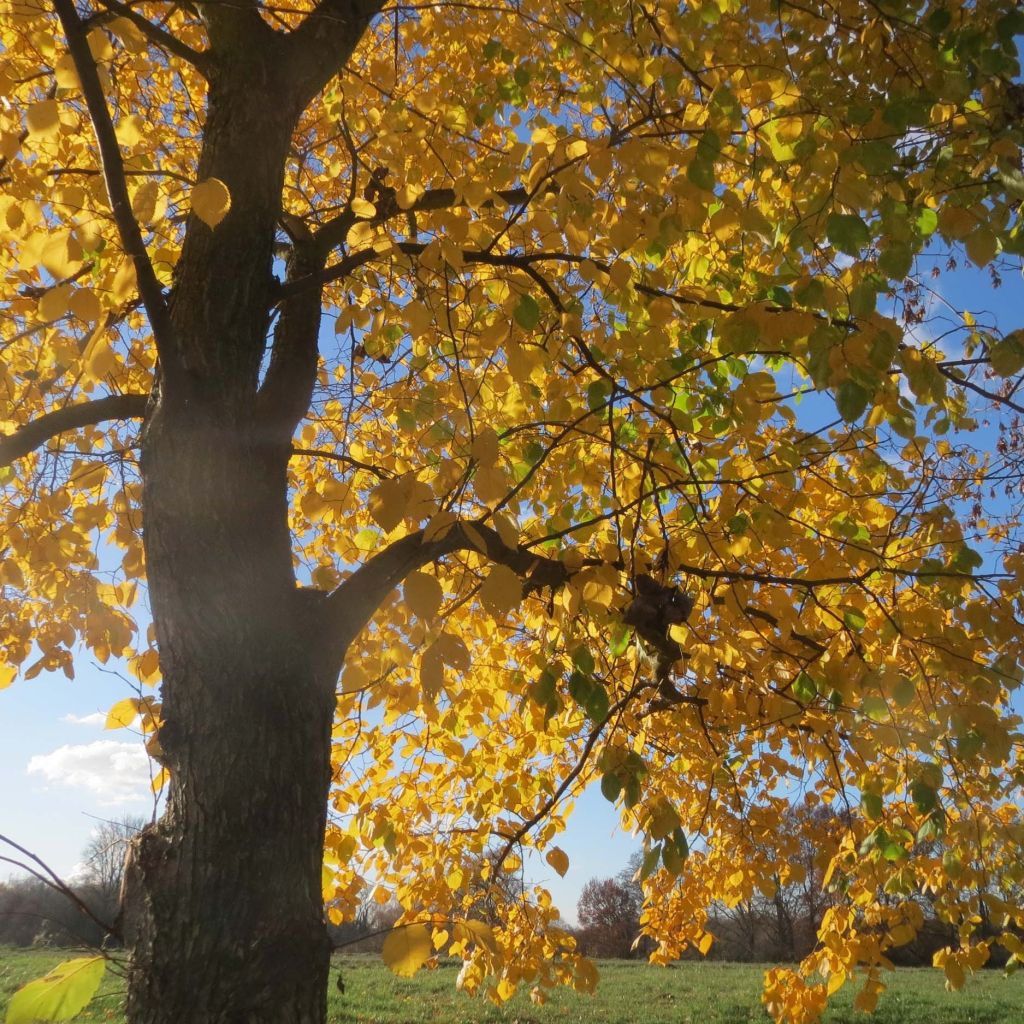 Ulmus glabra - Elm