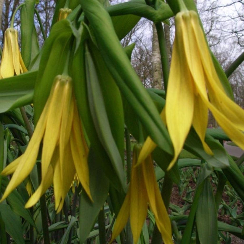 Uvularia grandiflora