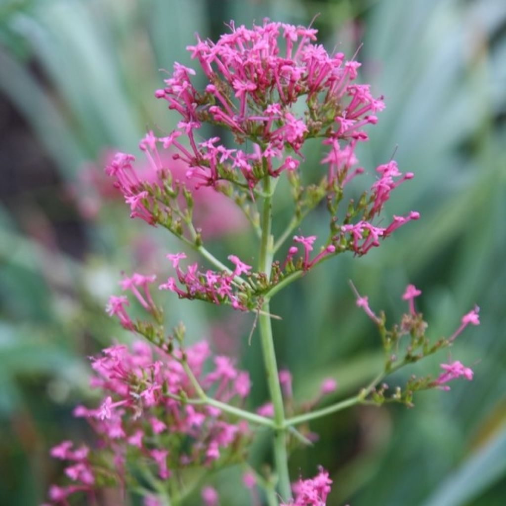 Centranthus ruber