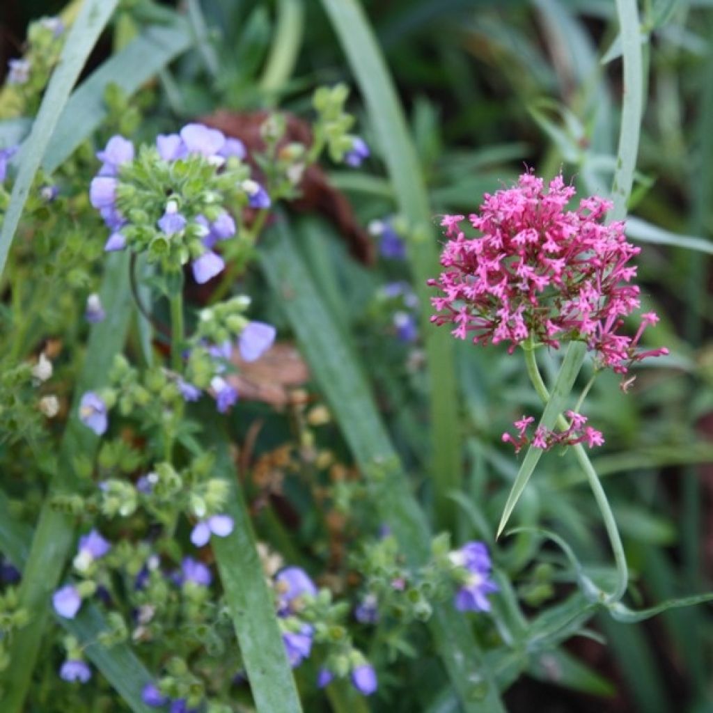 Centranthus ruber