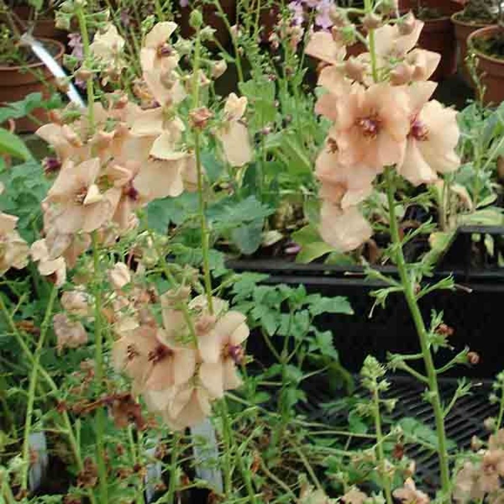 Verbascum Hybride Jackie