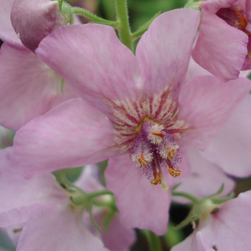 Verbascum Hybride Rosie