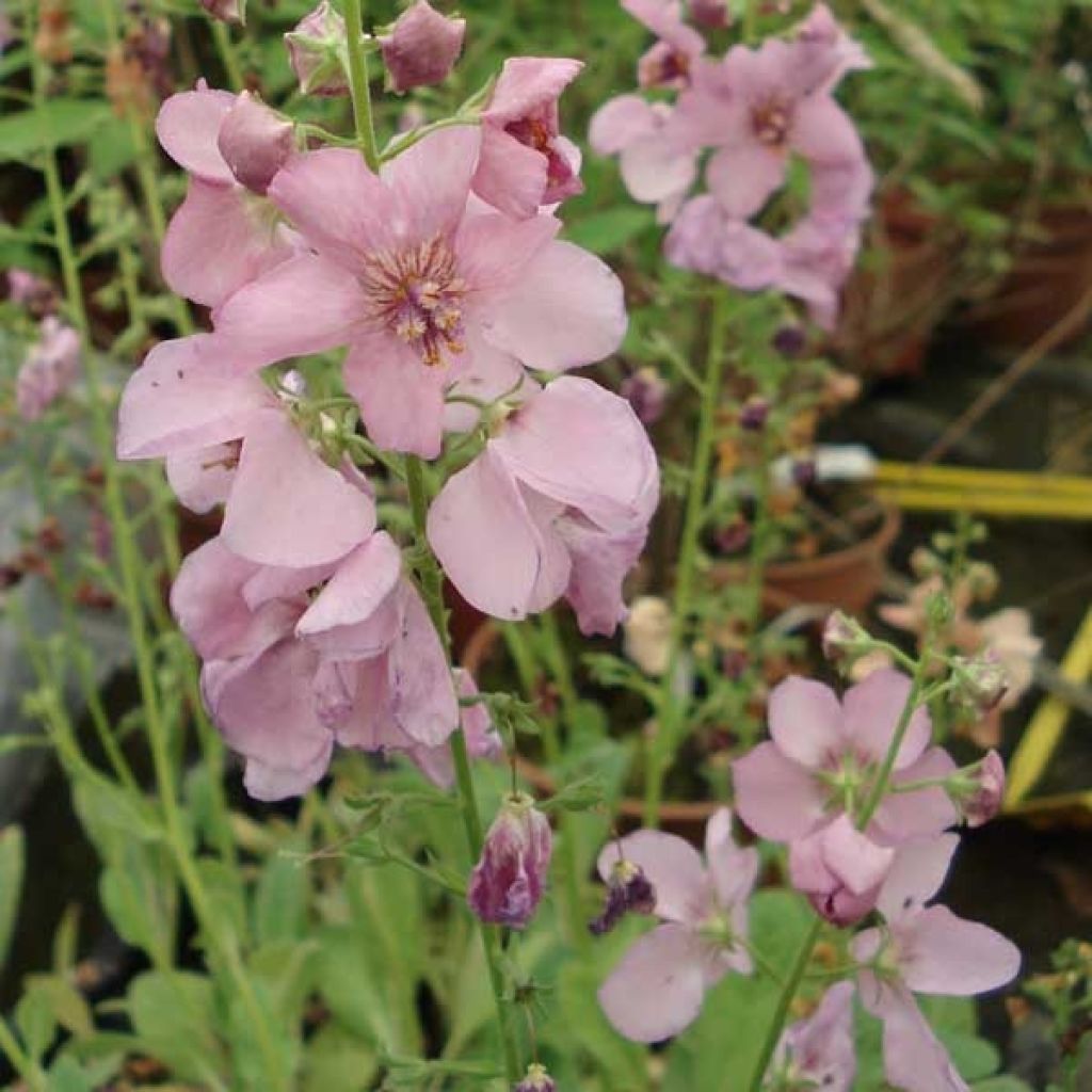 Verbascum Hybride Rosie