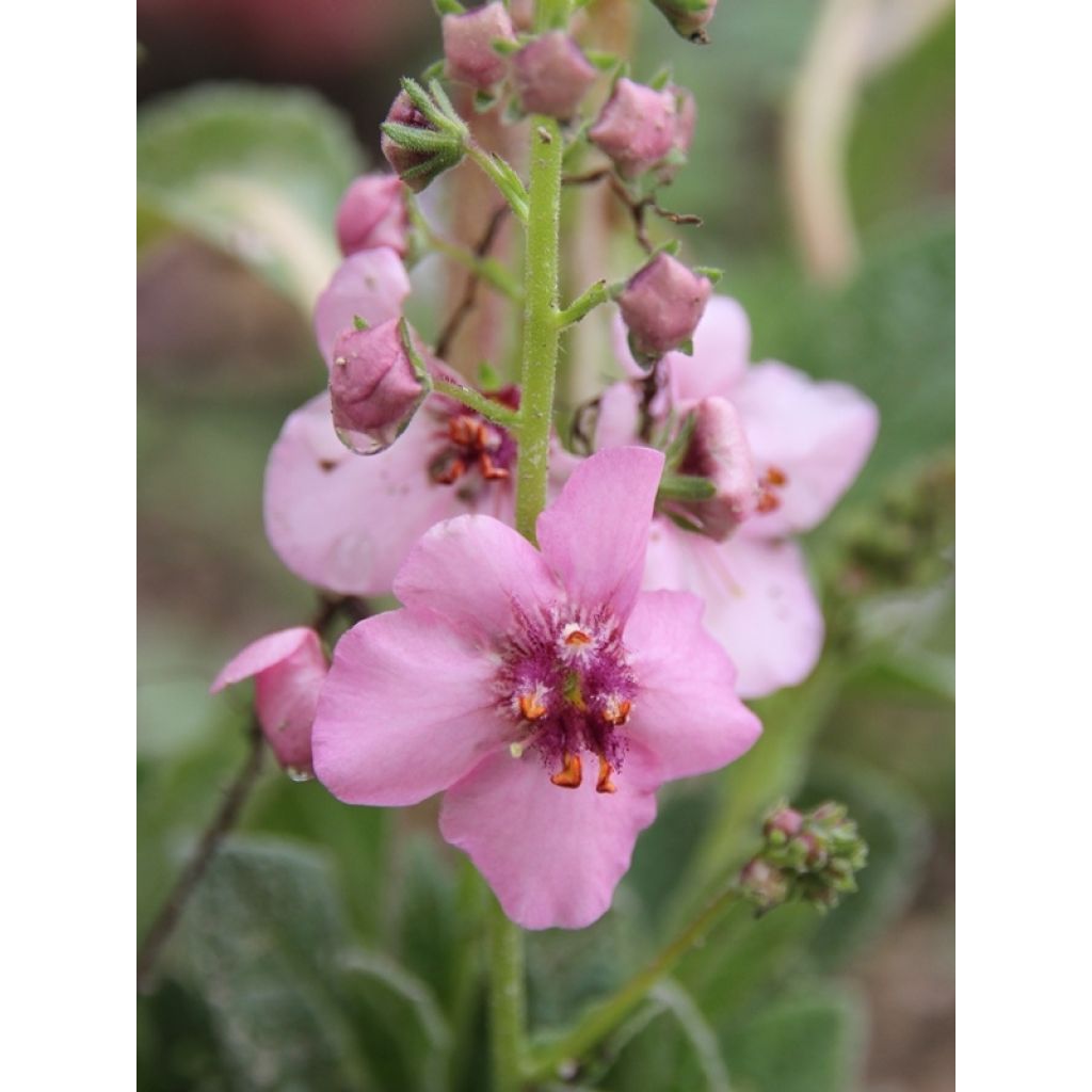 Verbascum Rosie - Mullein