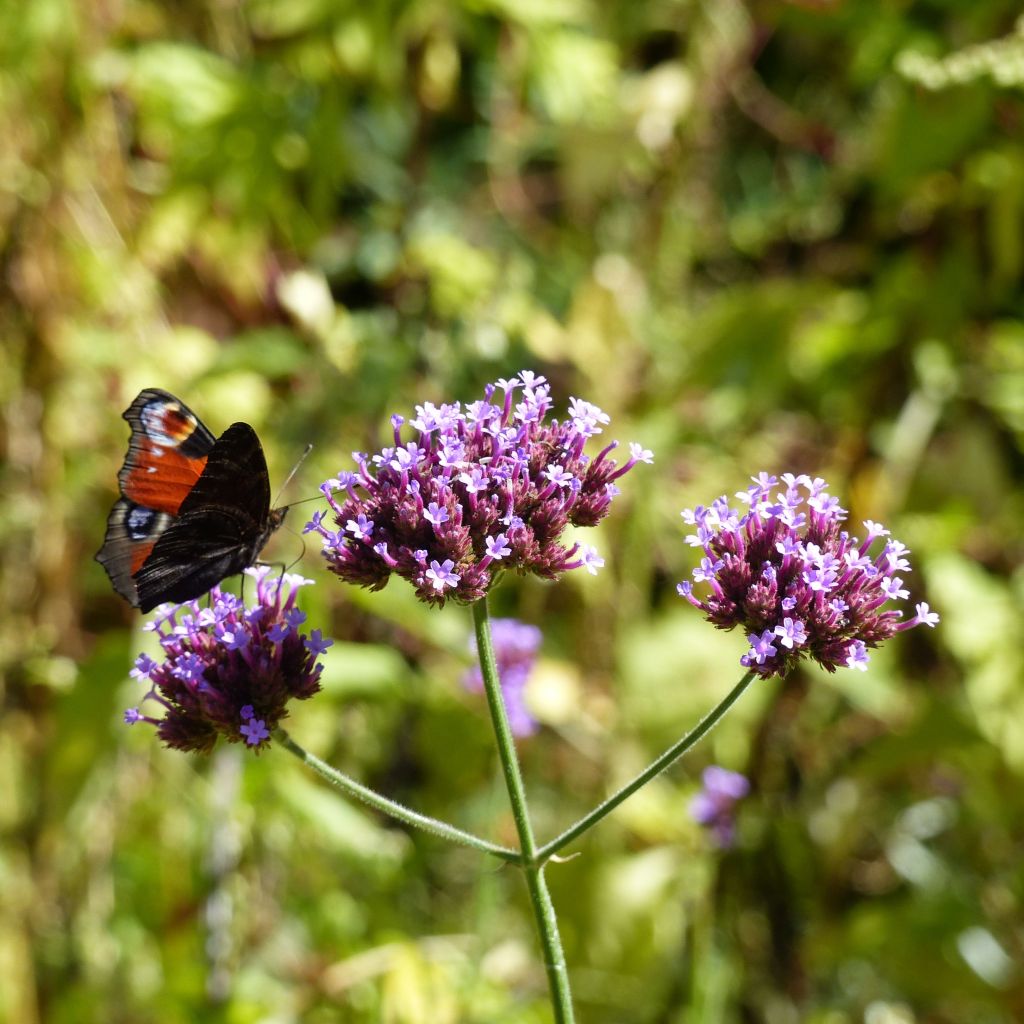 Verbena bonariensis - Purple Top