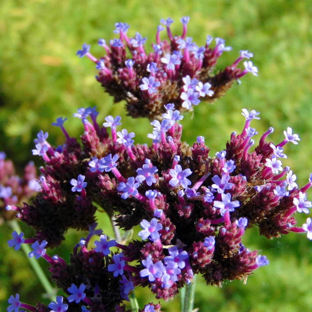 Verbena bonariensis - Purple Top