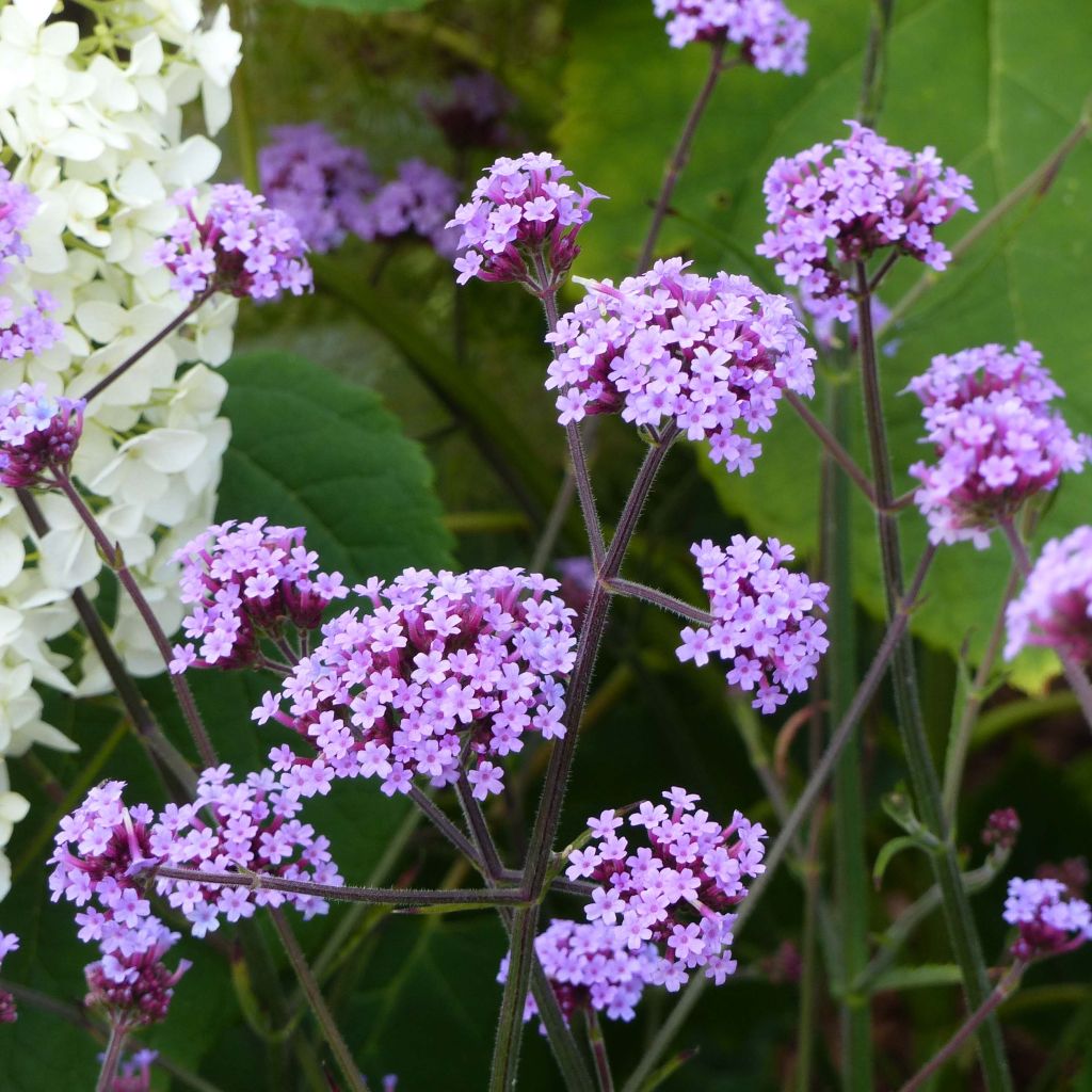 Verbena bonariensis - Purple Top