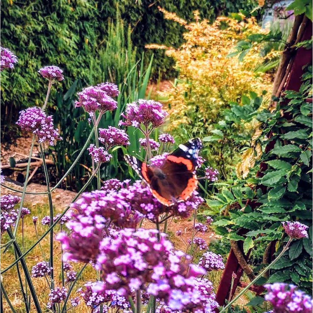 Verbena bonariensis - Purple Top