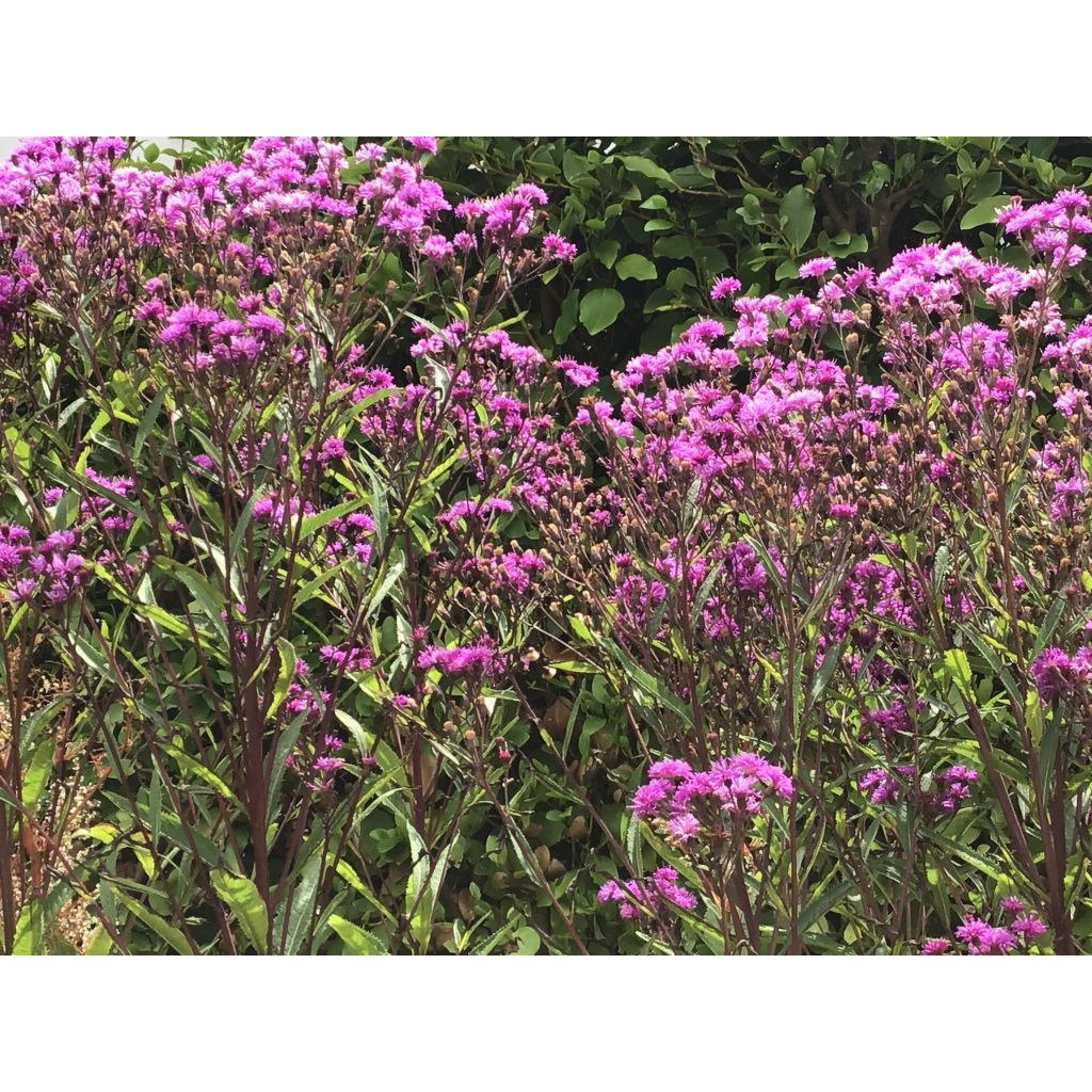 Vernonia crinita Mammuth - Ironweed