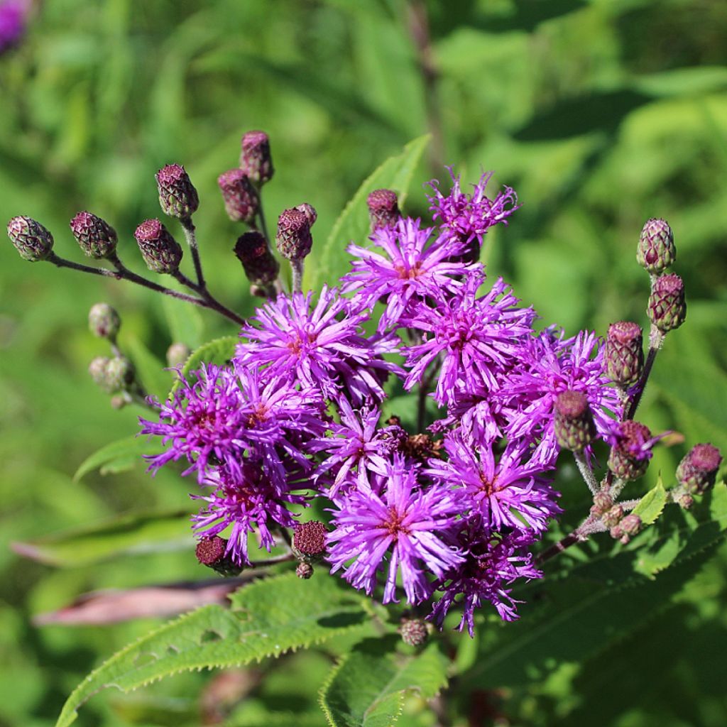 Vernonia missurica - Vernone du Missouri 