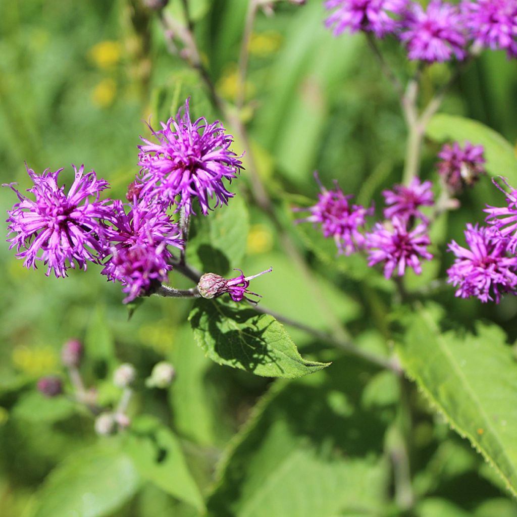 Vernonia missurica - Vernone du Missouri 