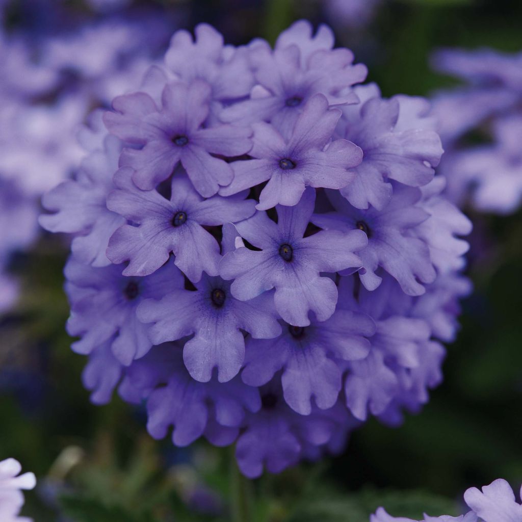 Verbena hybrida Endurascape Blue Imp