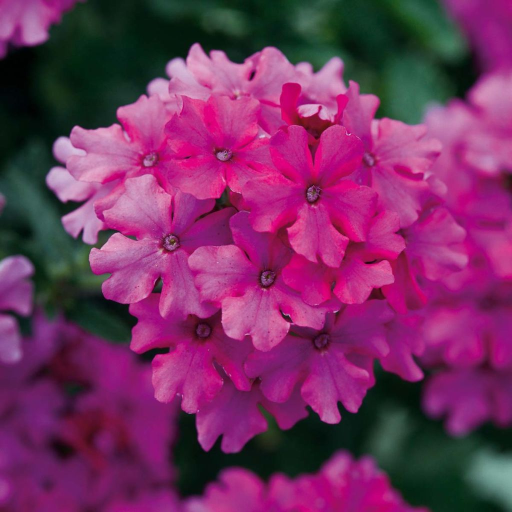 Verbena hybrida Endurascape Magenta