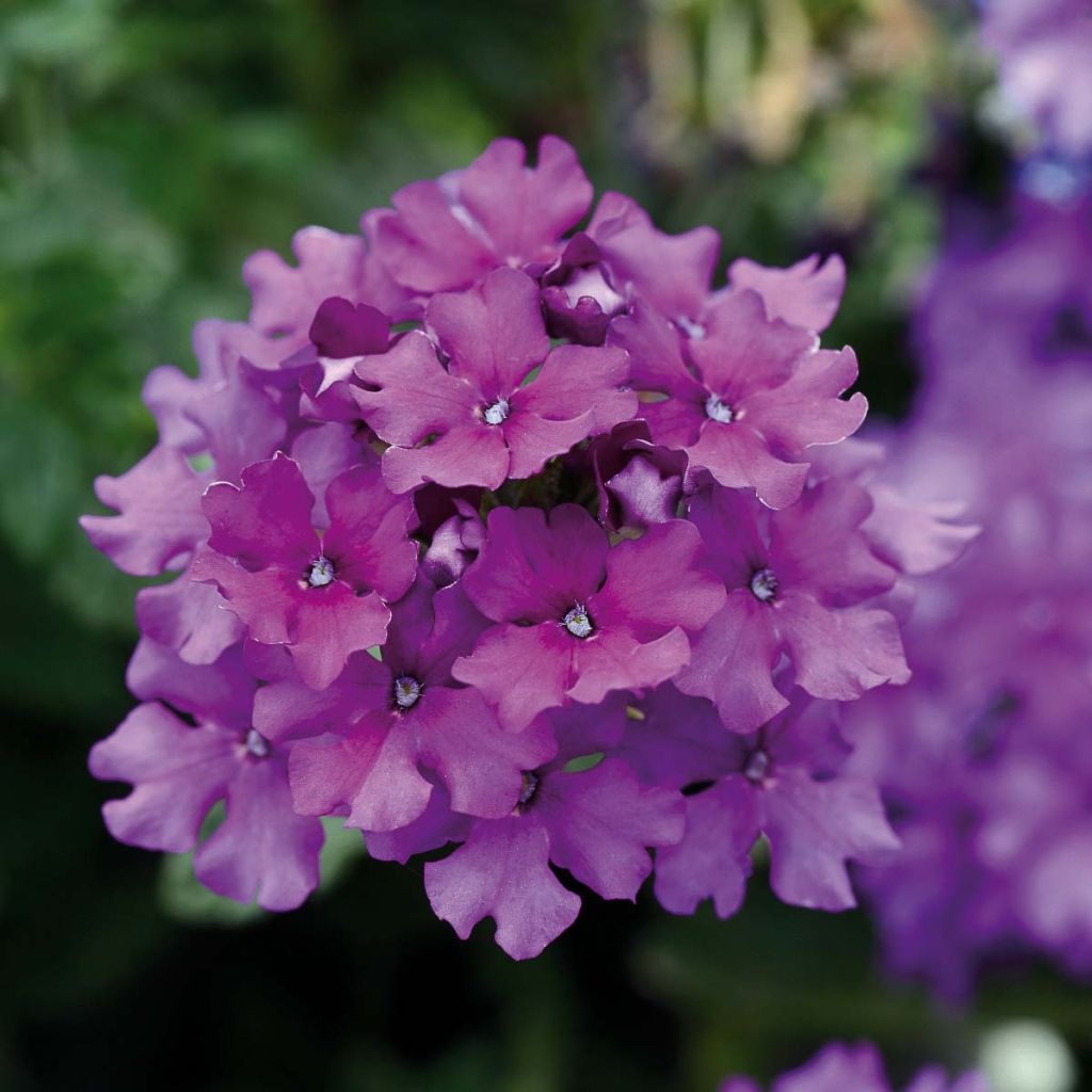 Verbena hybrida Endurascape Purple Imp