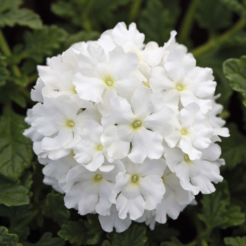 Verbena hybrida Endurascape White