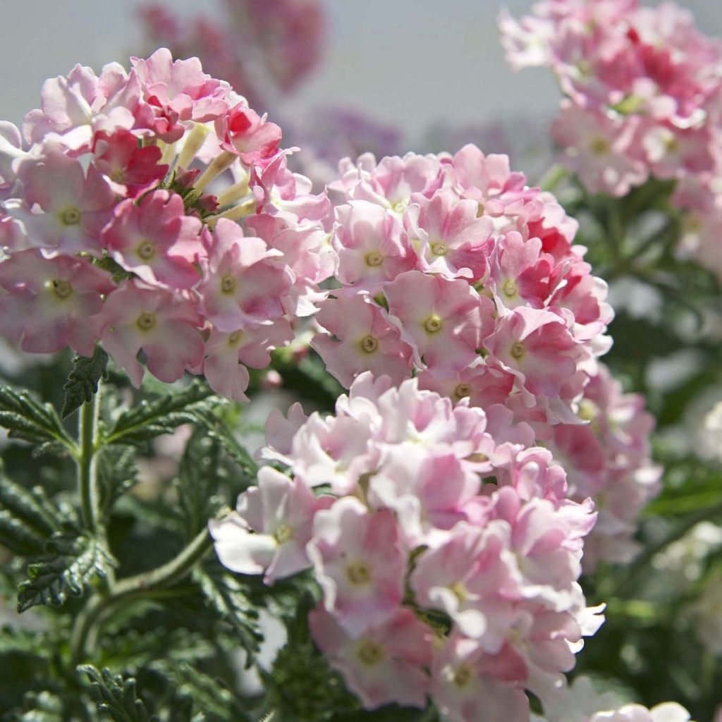 Verbena hybrida Estrella Pink Ballet