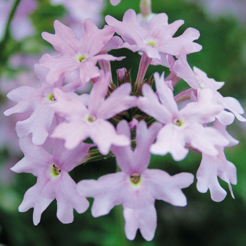 Verveine Star dreams lilas