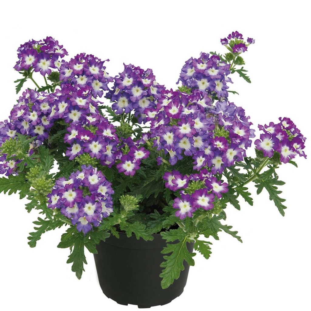 Verbena hybrida Lavender White