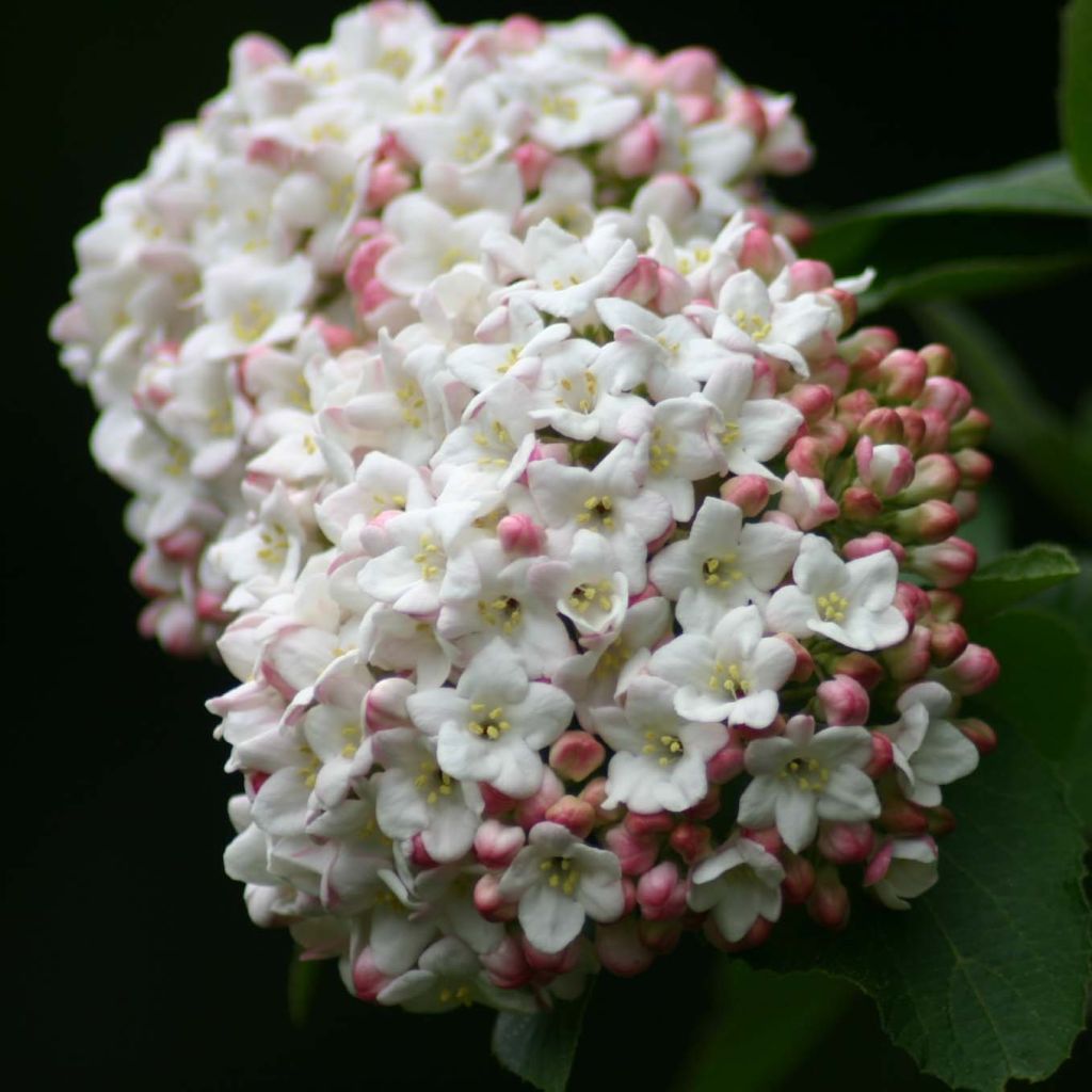 Viburnum x carlcephalum