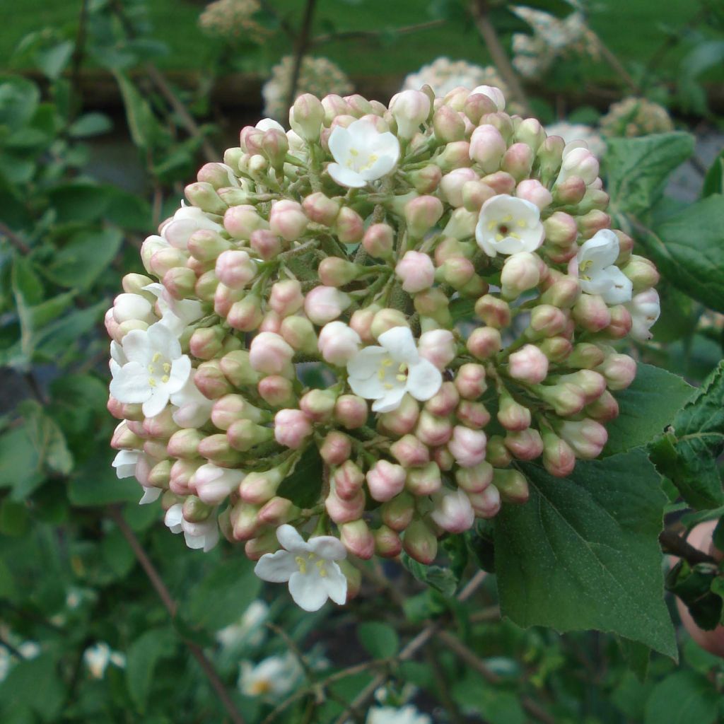 Viburnum x carlcephalum