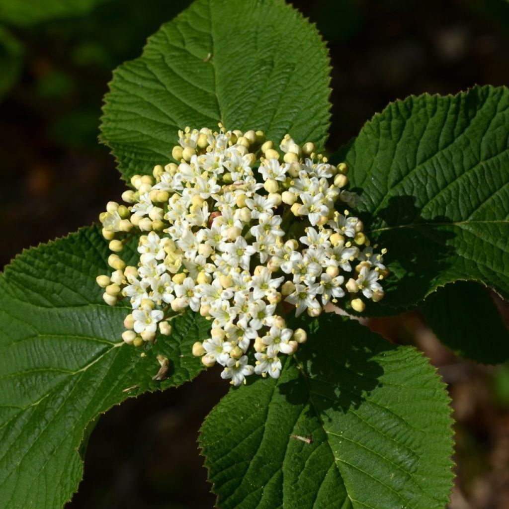 Viburnum lantana