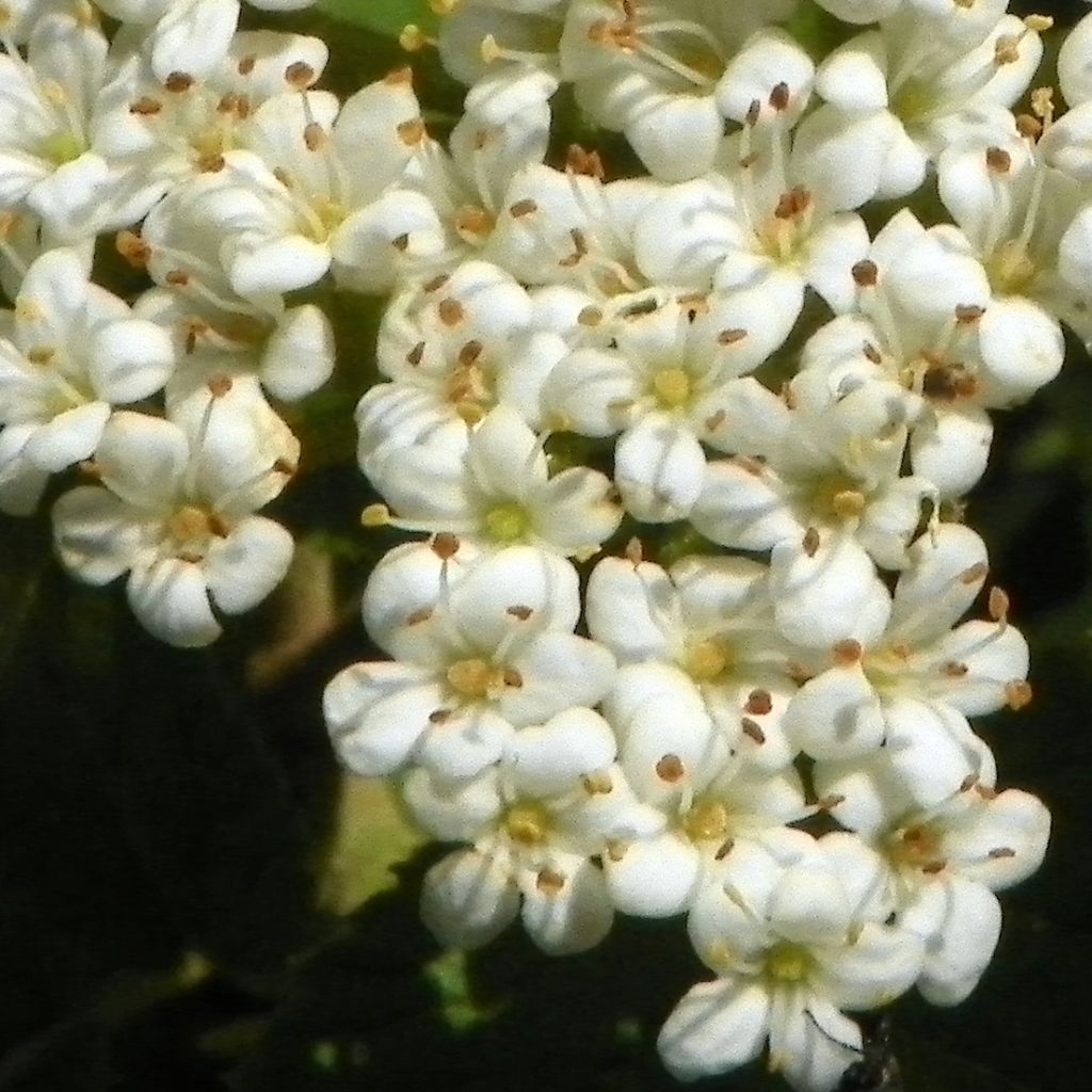 Viburnum lantana