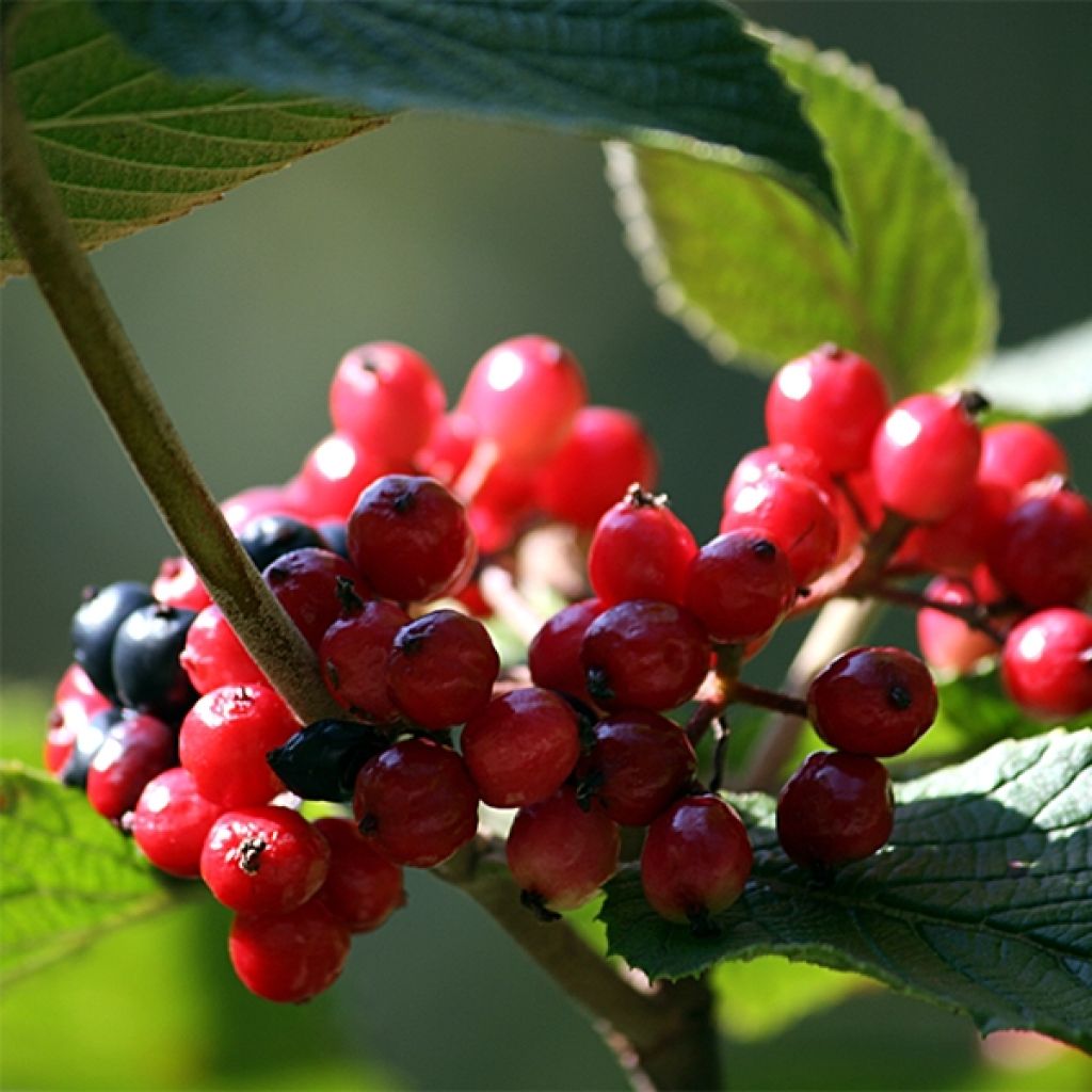 Viburnum lantana