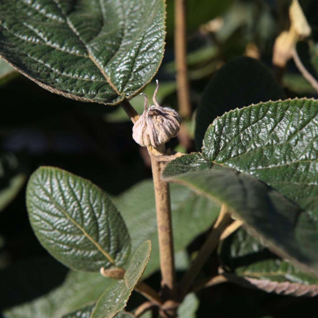 Viburnum lantana