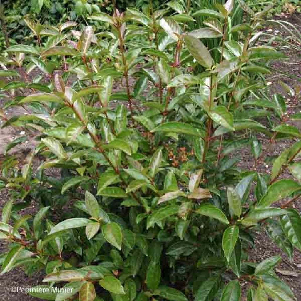 Viburnum Le Bois Marquis