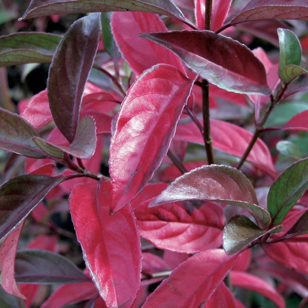 Viburnum Le Bois Marquis