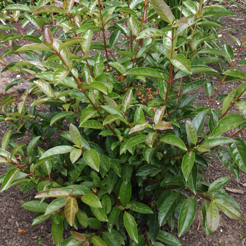 Viburnum Le Bois Marquis