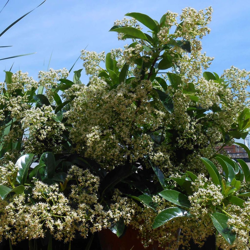 Viburnum lucidum