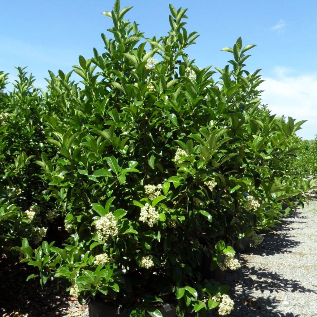 Viburnum lucidum