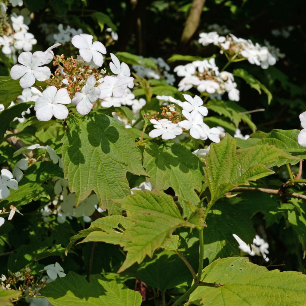 Viorne orbier - Viburnum opulus