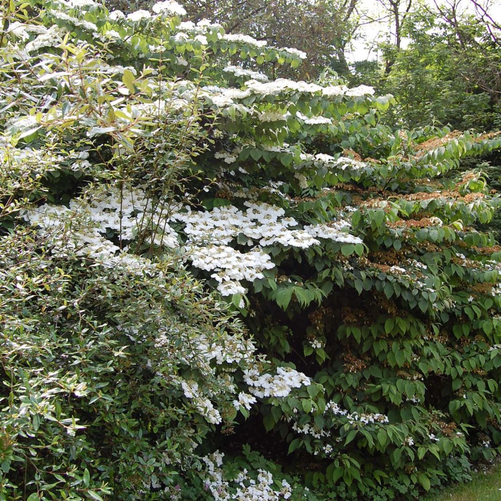 Viburnum plicatum Lanarth