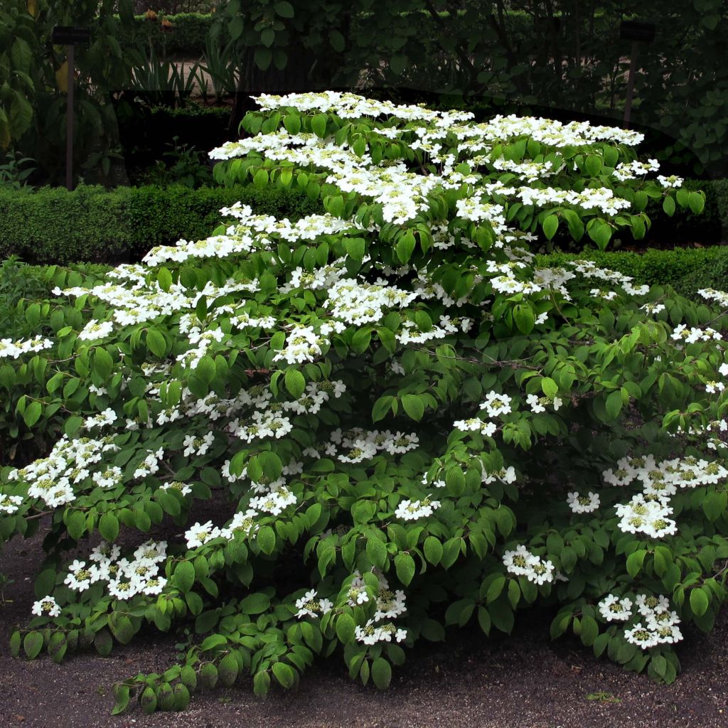 Viburnum plicatum  Mariesii 