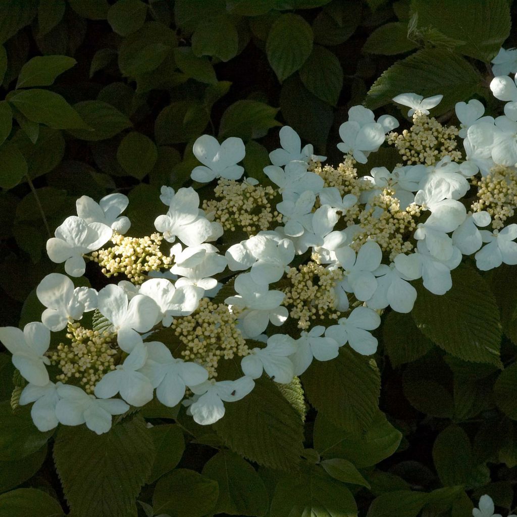 Viburnum plicatum Mariesii