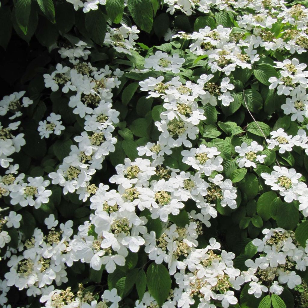 Viburnum plicatum Mariesii