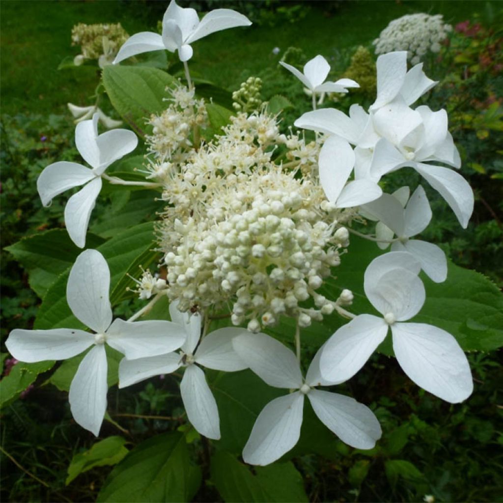 Viburnum plicatum Mariesii Great Star