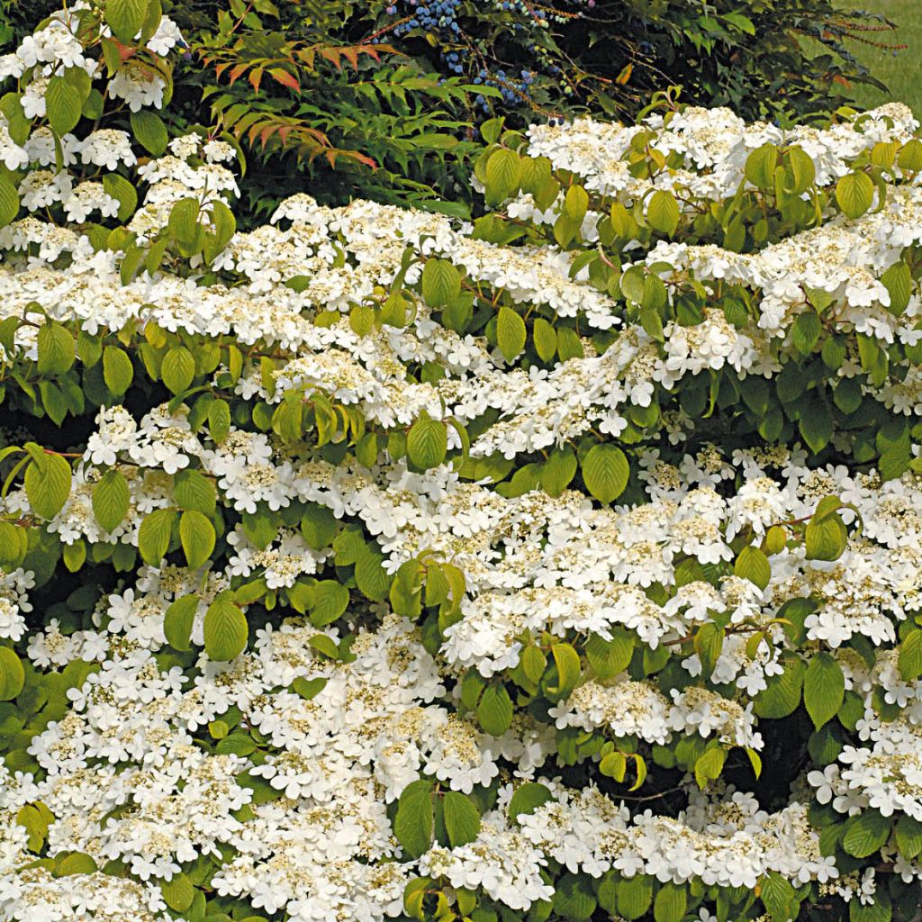 Viburnum plicatum  Mariesii Great Star