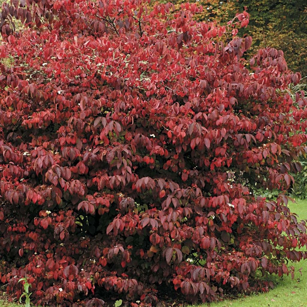 Viburnum plicatum Mariesii Great Star