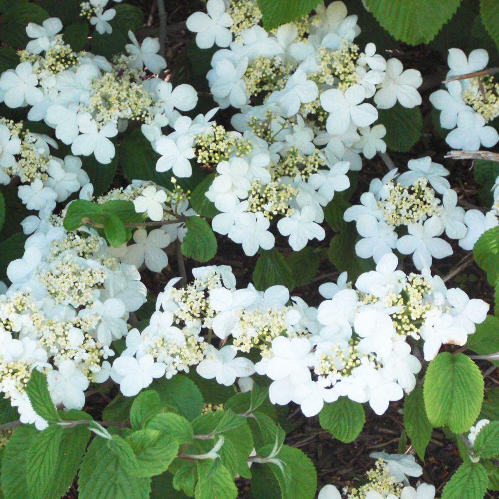 Viburnum plicatum mariesii Shasta