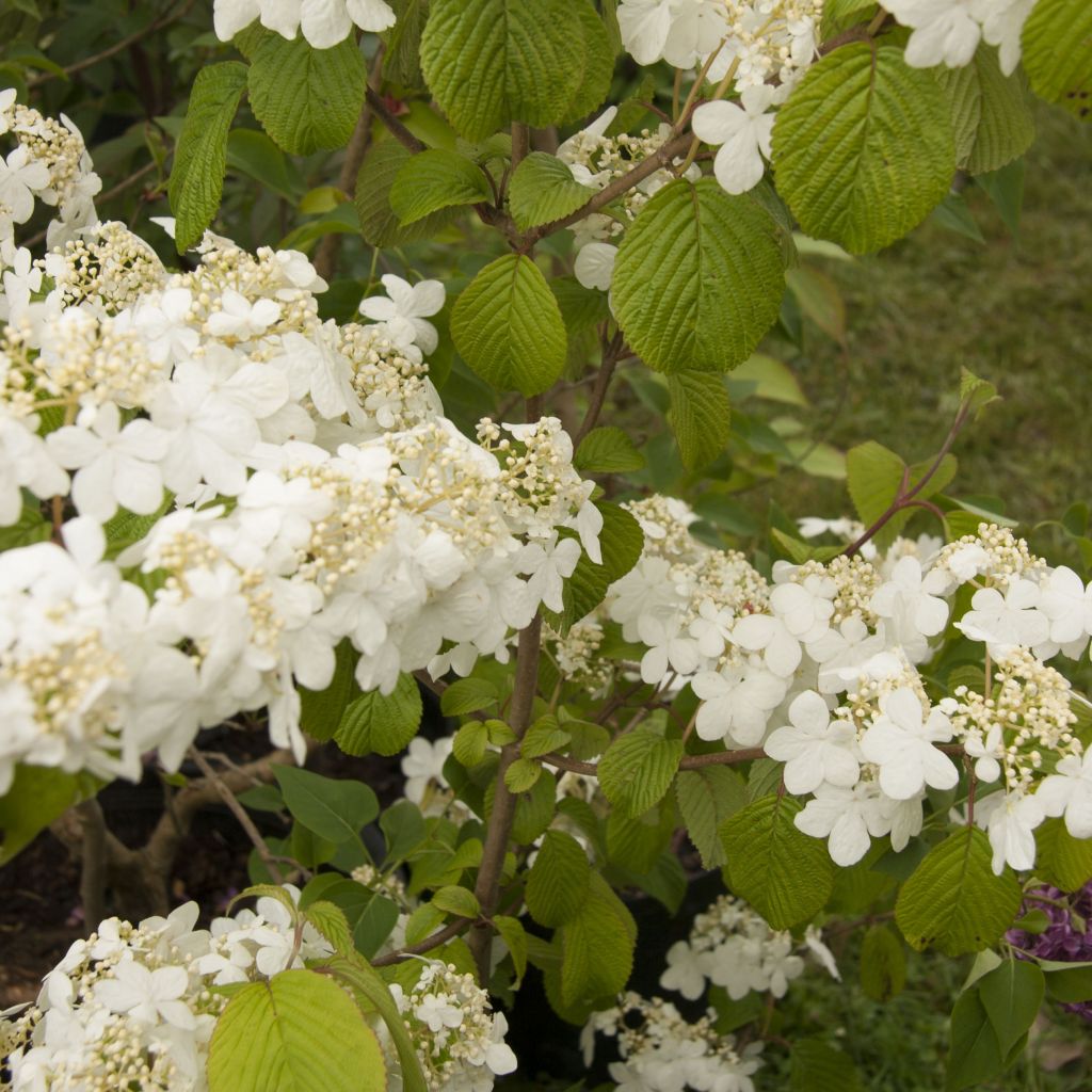 Viburnum plicatum mariesii Shasta