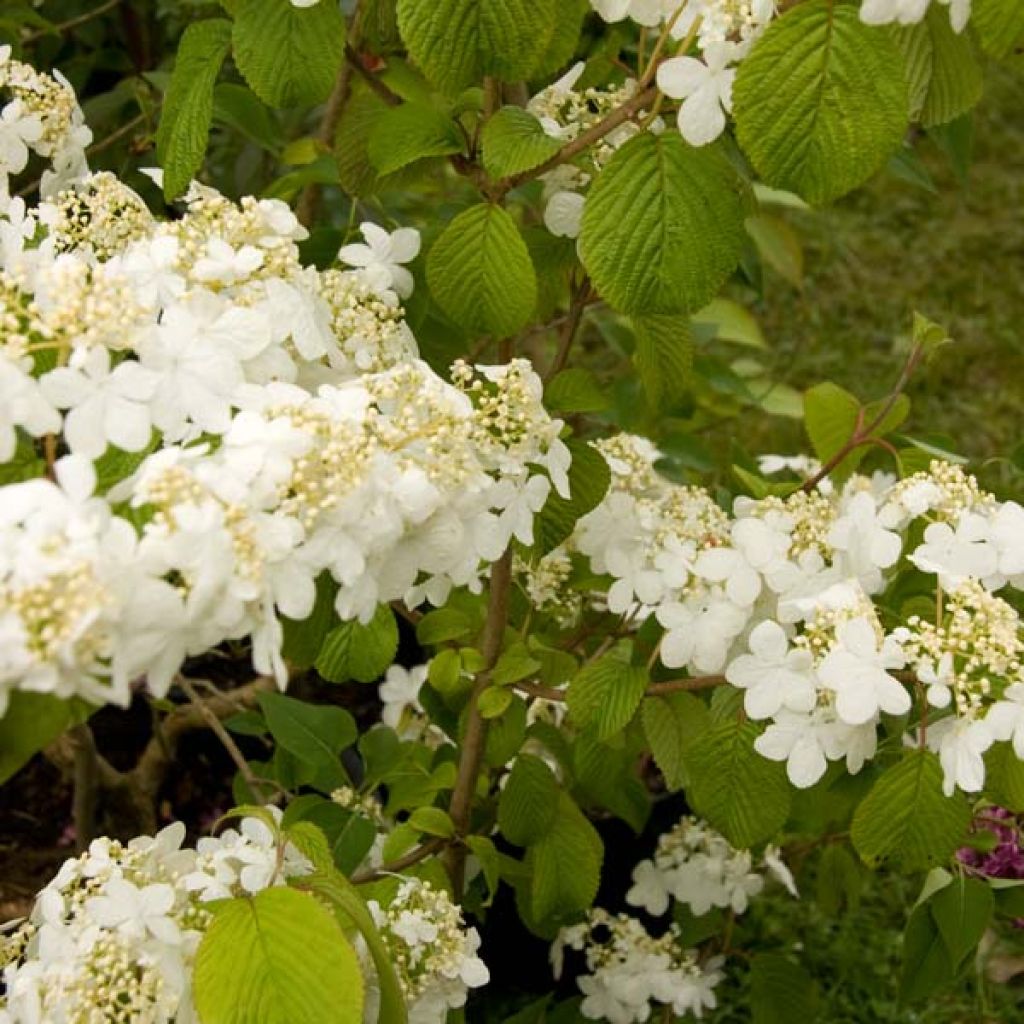 Viorne, Viburnum Plicatum Summer Snow Flake