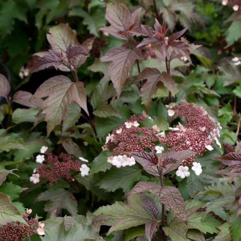 Viburnum sargentii Onondaga