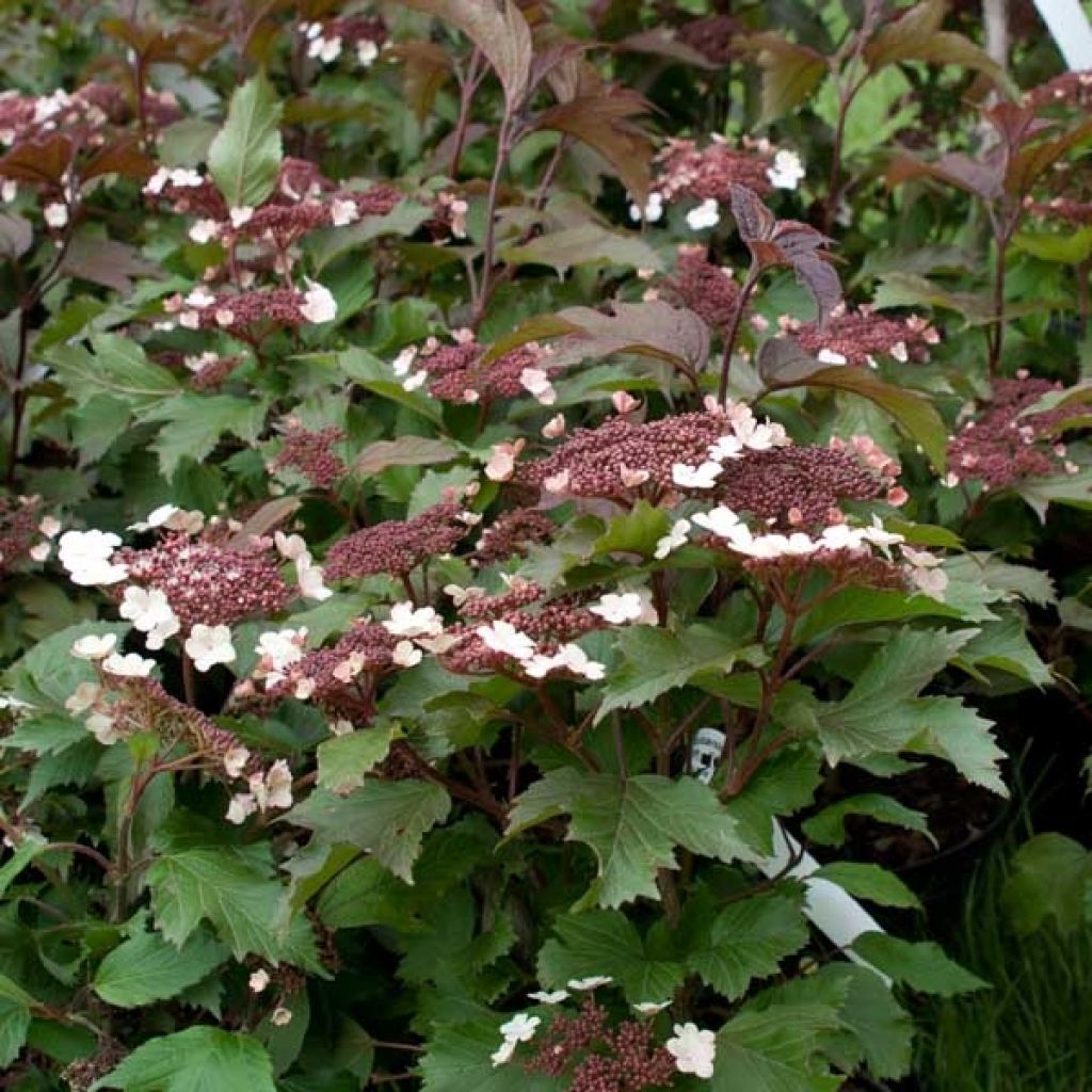 Viorne, Viburnum sargentii Onondaga en pot de 3,5L