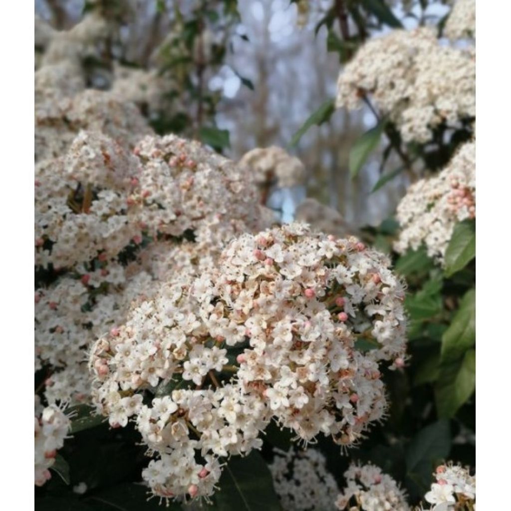 Viburnum tinus Eve Price