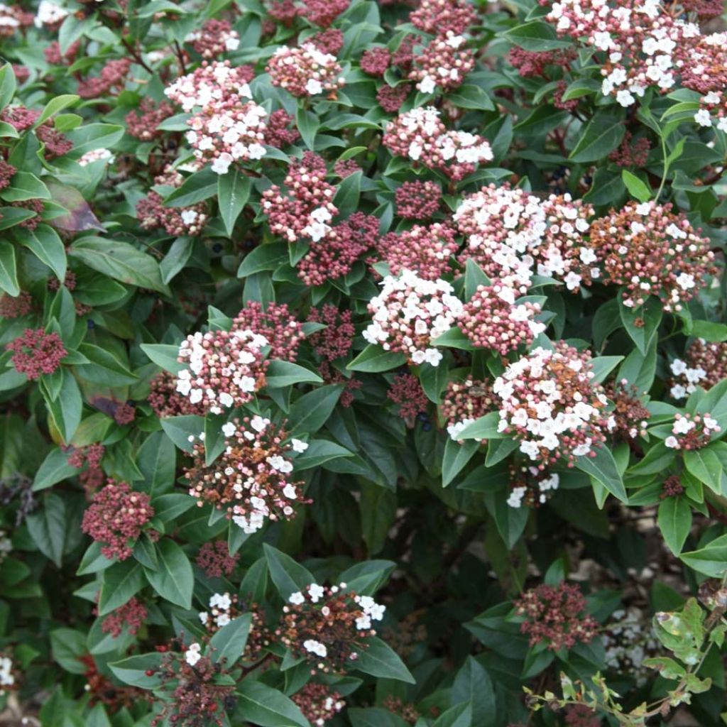 Viburnum tinus Spirit