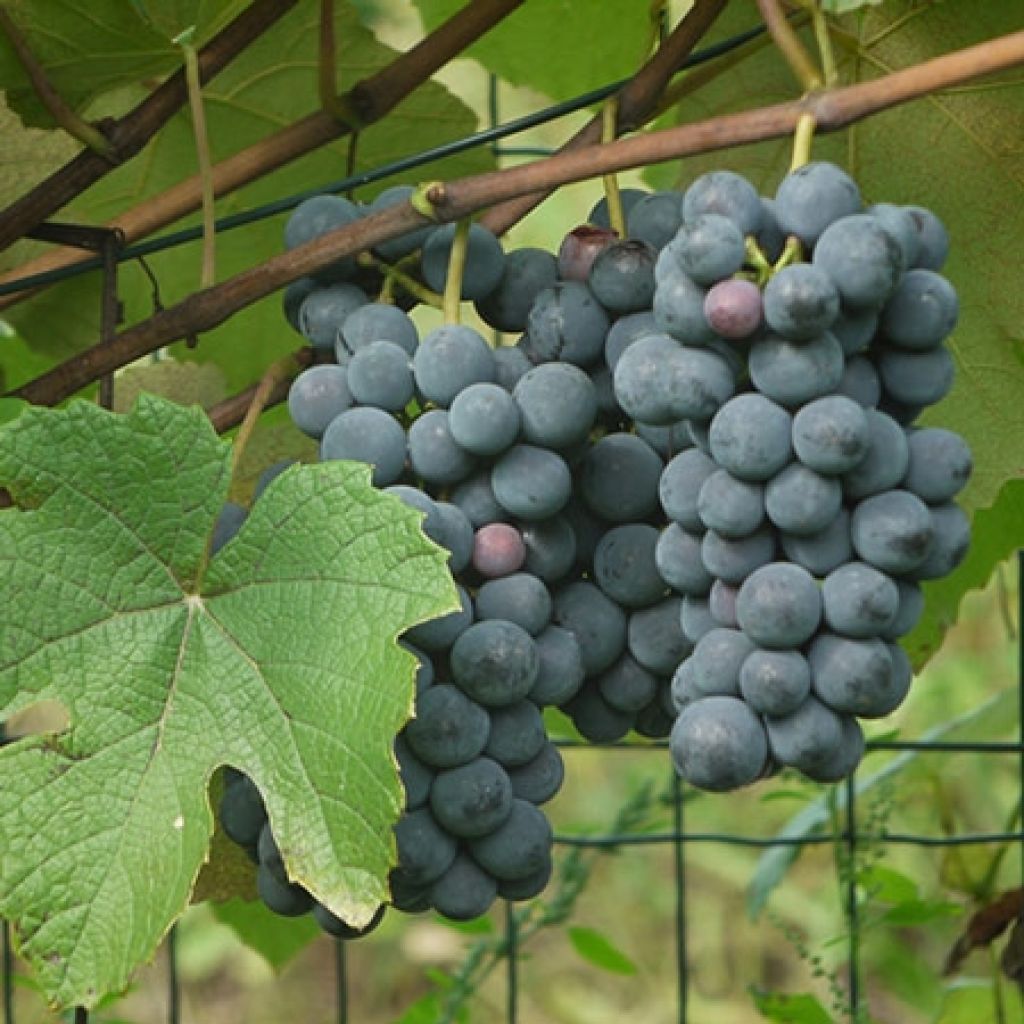 Vitis Fragola Nera - Strawberry vine