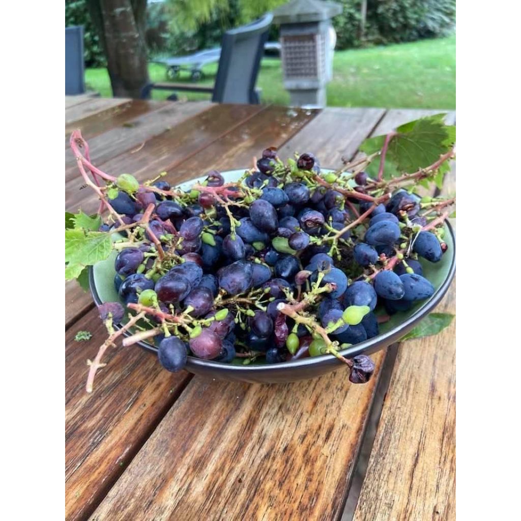 Vitis vinifera Philipp - Grape Vine